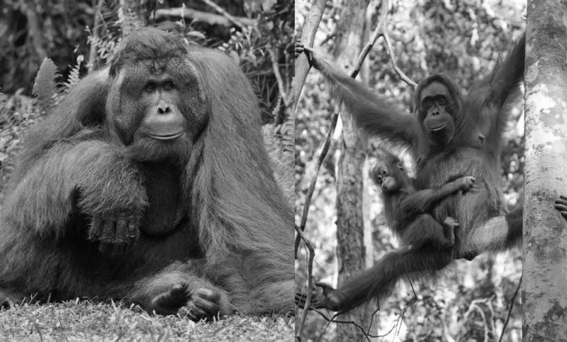 Половой диморфизм у орангутангов